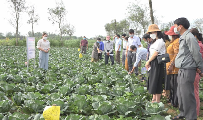 Thành phố Quảng Ngãi từng bước nhân rộng các mô hình, dự án sản xuất nông nghiệp có hiệu quả kinh tế cao