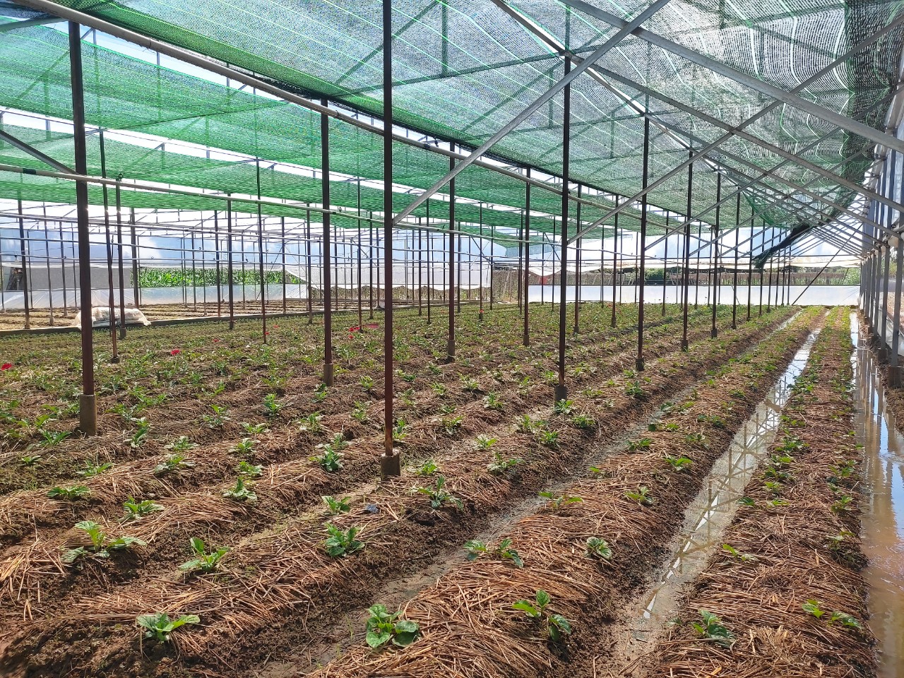 Trung tâm Dịch vụ nông nghiệp thành phố tổ chức nghiệm thu mô hình “Xây dựng nhà lồng trồng hoa” ở xã Nghĩa Hà