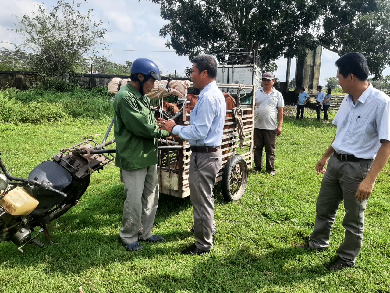 Thành phố Quảng Ngãi: trao bò giống cho hộ nghèo, cận nghèo năm 2022